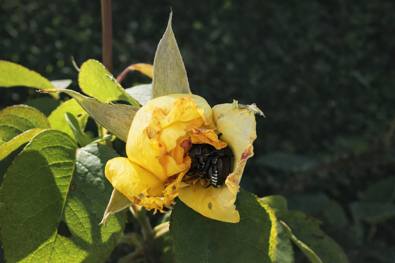 Popillia japonica in Valle d’Aosta : cosa sta davvero succedendo nei vigneti