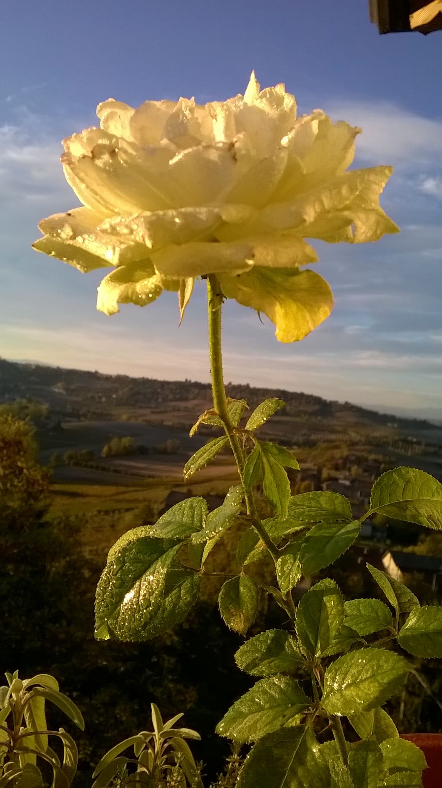 Quanto Dura Una Rosa Fiorita? La Mia Curata Con #AcquaBase