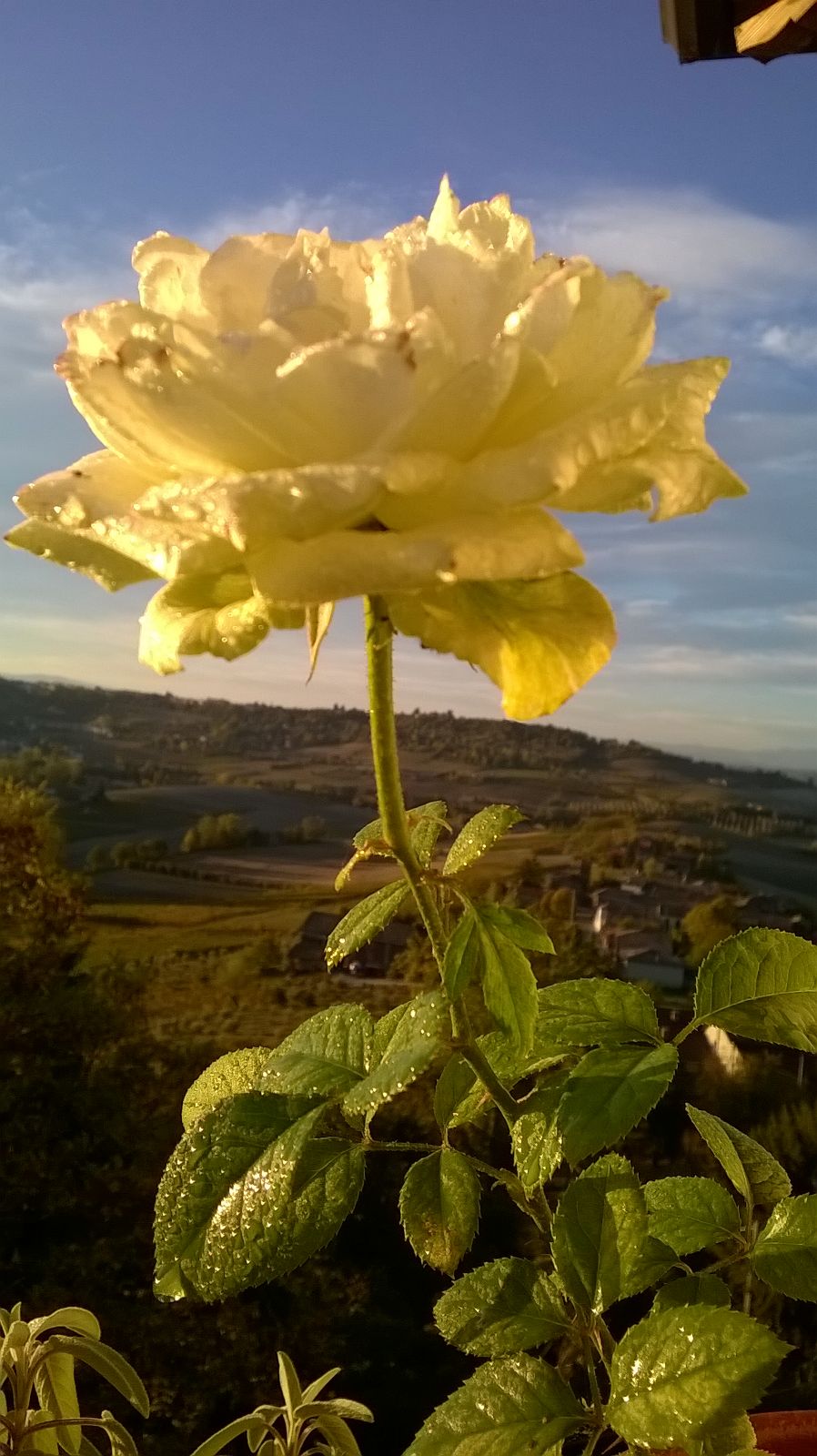 Quanto Dura Una Rosa Fiorita? La Mia Curata Con #AcquaBase