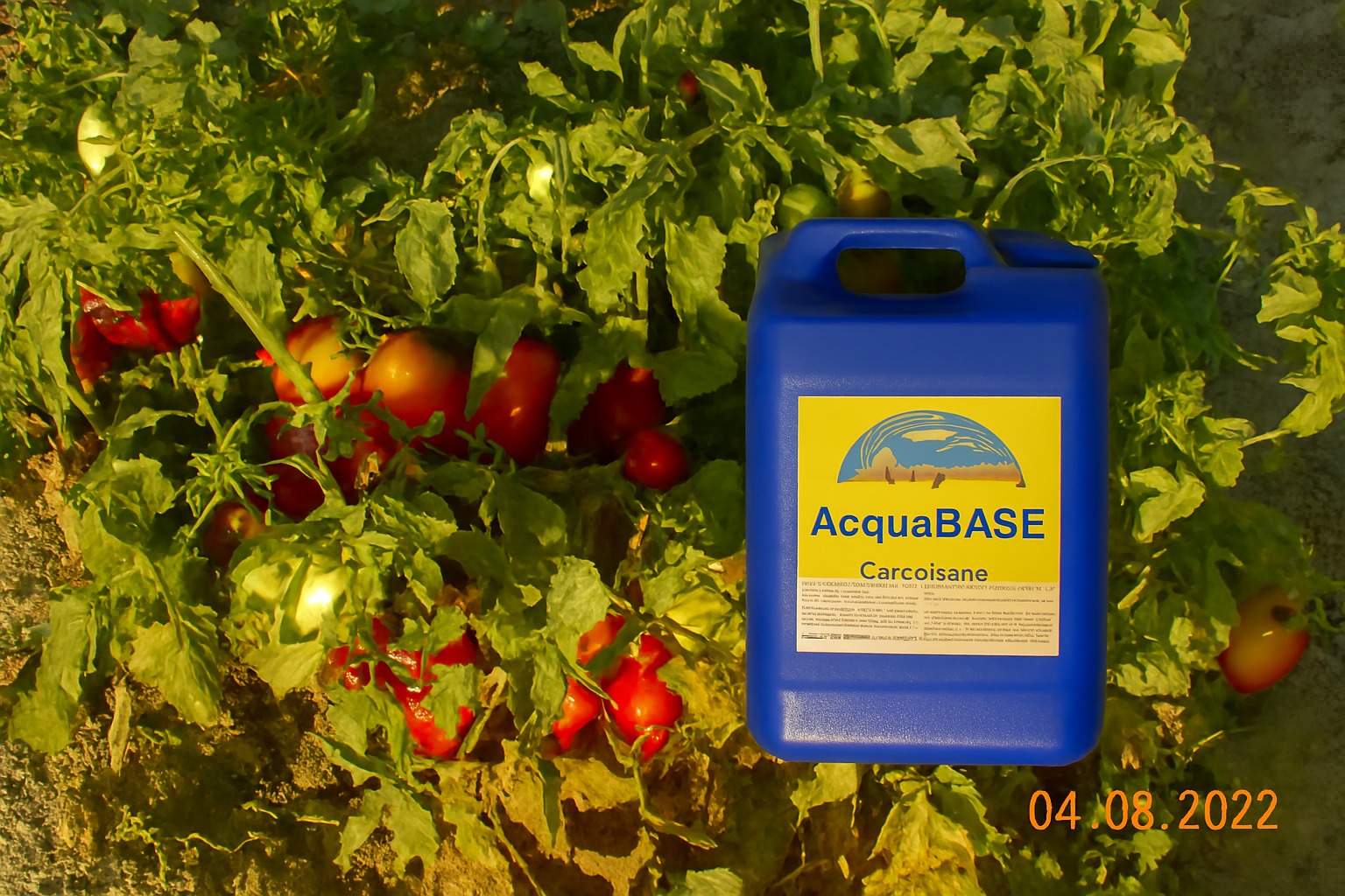 Coltivare con Propoli e AcquaBase: la Rivoluzione Silenziosa dei Pomodori di "Tutto Zucche"