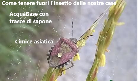 ATTENZIONE! Cimice asiatica: risponde l'esperto... ELIMINIAMOLE!! Sono anni che lo suggerisco :) Ma come? Utilizzando semplicemente tracce di sapone liquido con