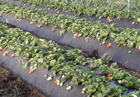 Fragola a Residuo Zero: come integrare il Metodo CercoSano con AcquaBase nei nuovi sistemi di coltivazione sostenibile