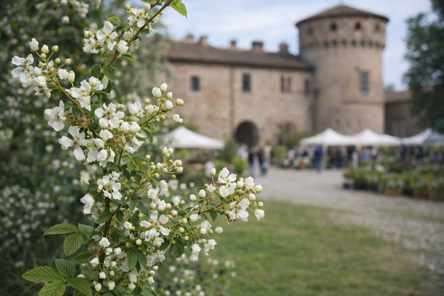 Ice Berry: la mora a frutto bianco che Vivai Veimaro presenta in esclusiva a Paderna