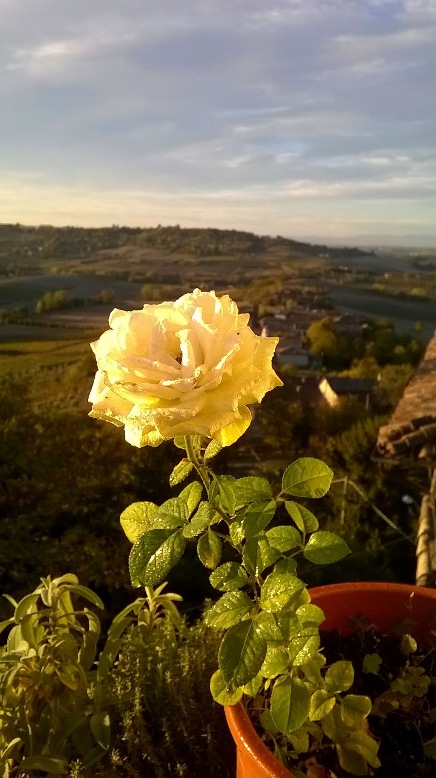 Quanto Dura Una Rosa Fiorita? La Mia Curata Con #AcquaBase 07/10/2017