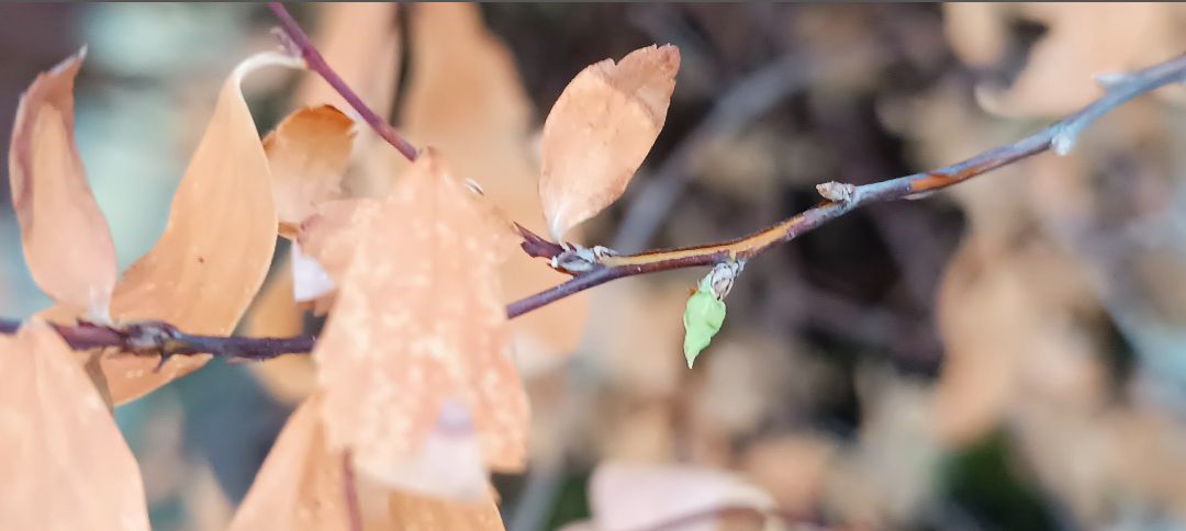 Biancospino – “La forza della vita” La nostra cliente descrive così il Biancospino trattato con AcquaBase di Torino: un vero simbolo di vitalità ed efficacia. G