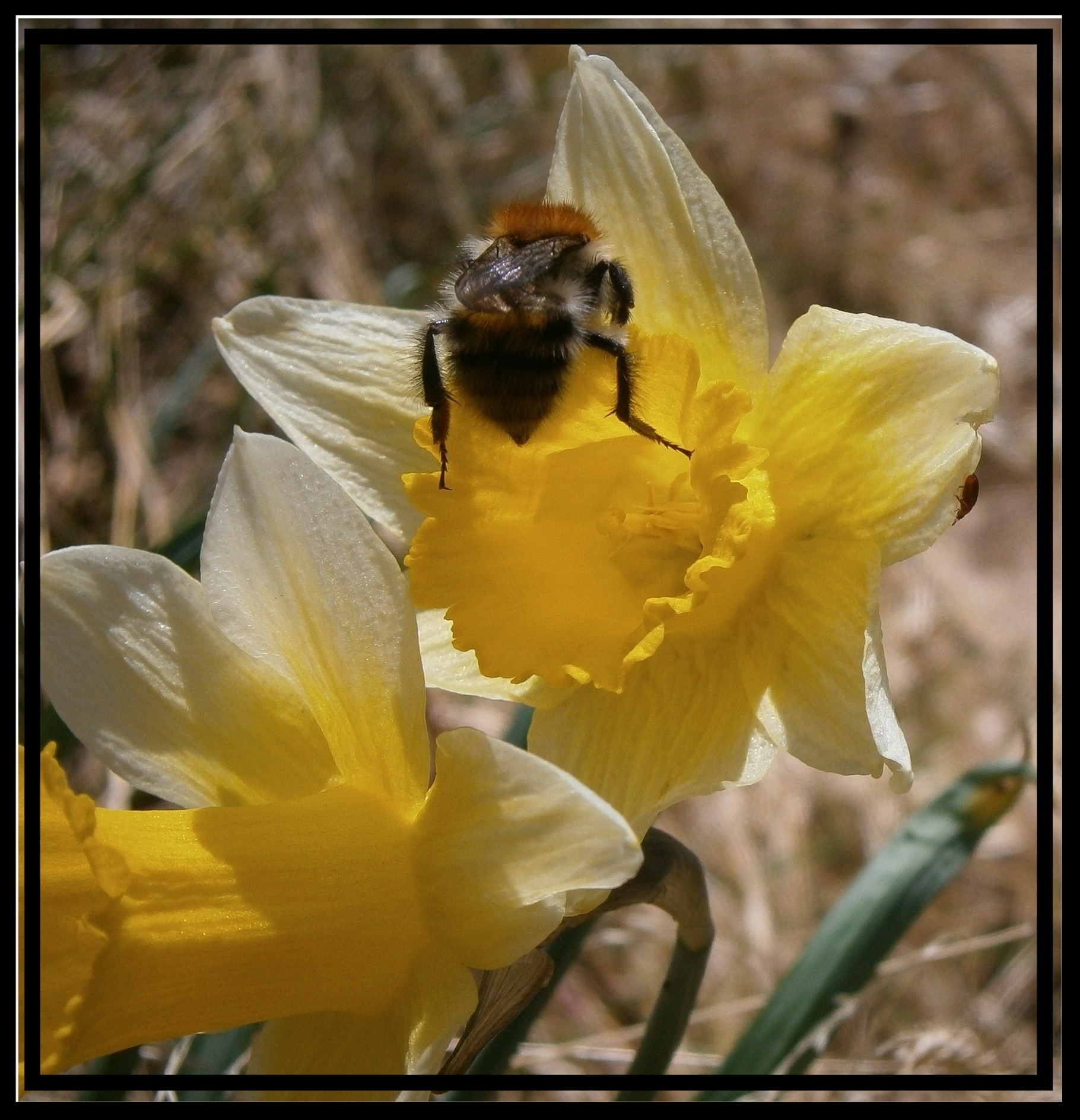 Hummel auf einer Narzissenblüte im April im Hohen Venn.