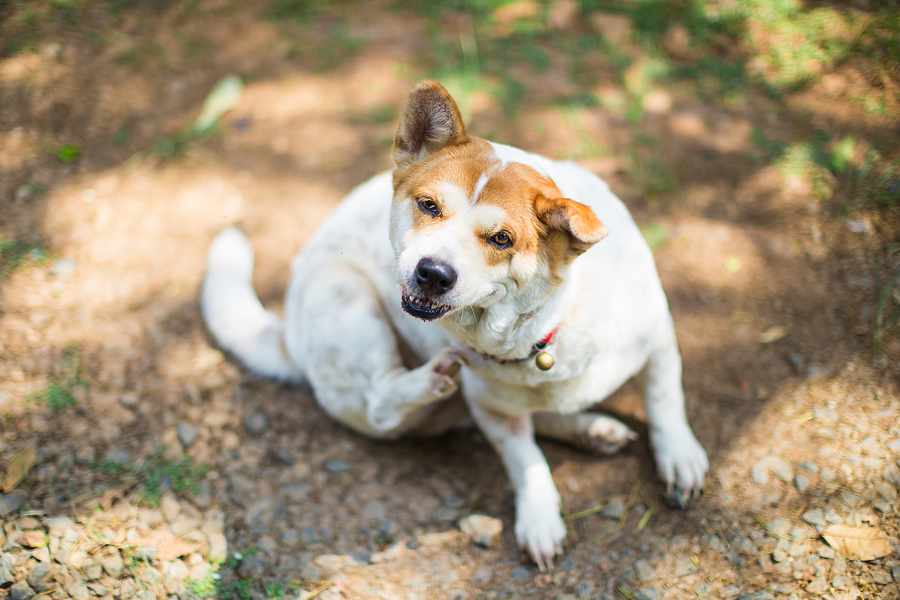 Why Is Your Dog Itchier In Spring And How Can Clay Help?