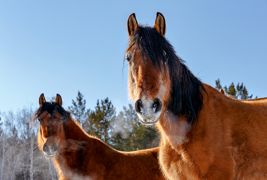 Essential Steps To Support Your Horse In Colder Weather