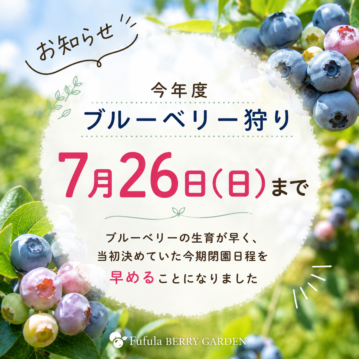 今年度ブルーベリー狩り・カフェ営業について