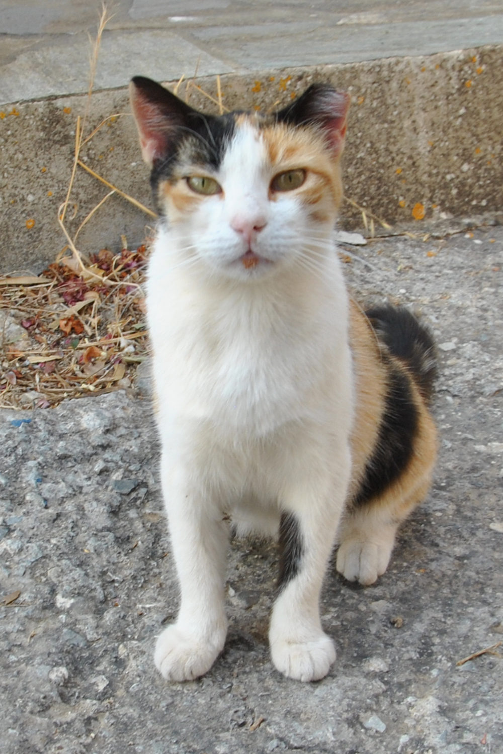 Adopt a cat - Website of adoptacat!