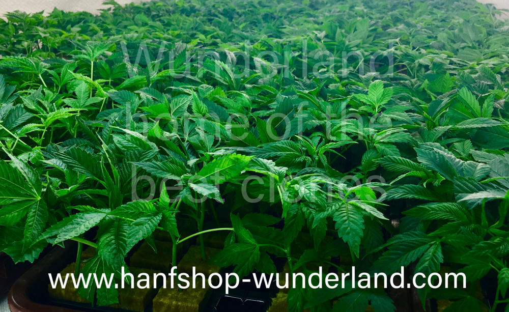 home of the best cannabis clones - wunderland online growshop