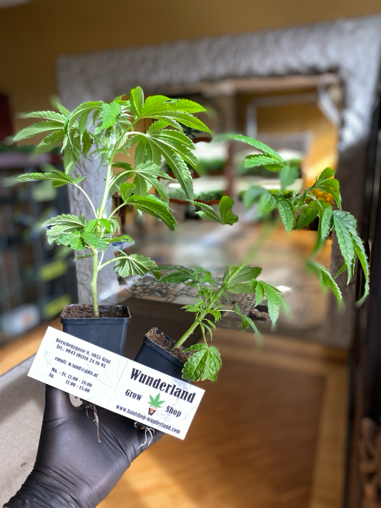 Cannabis Pflanzen online kaufen - Österreich / Deutschland 