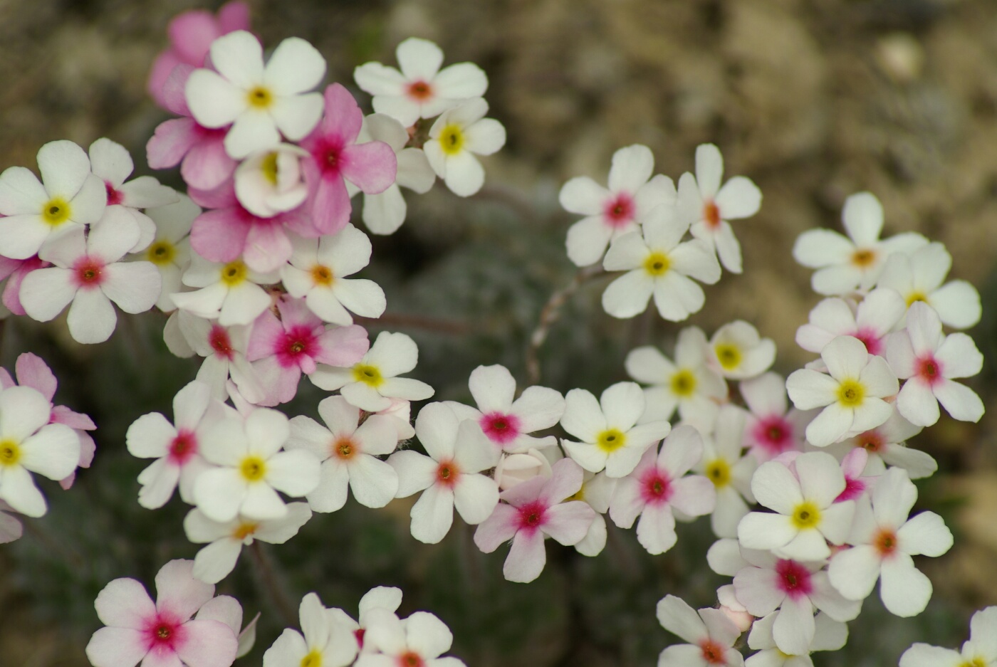 Phokar, Padmasambhava: Kleine Blumen am Wegrand 