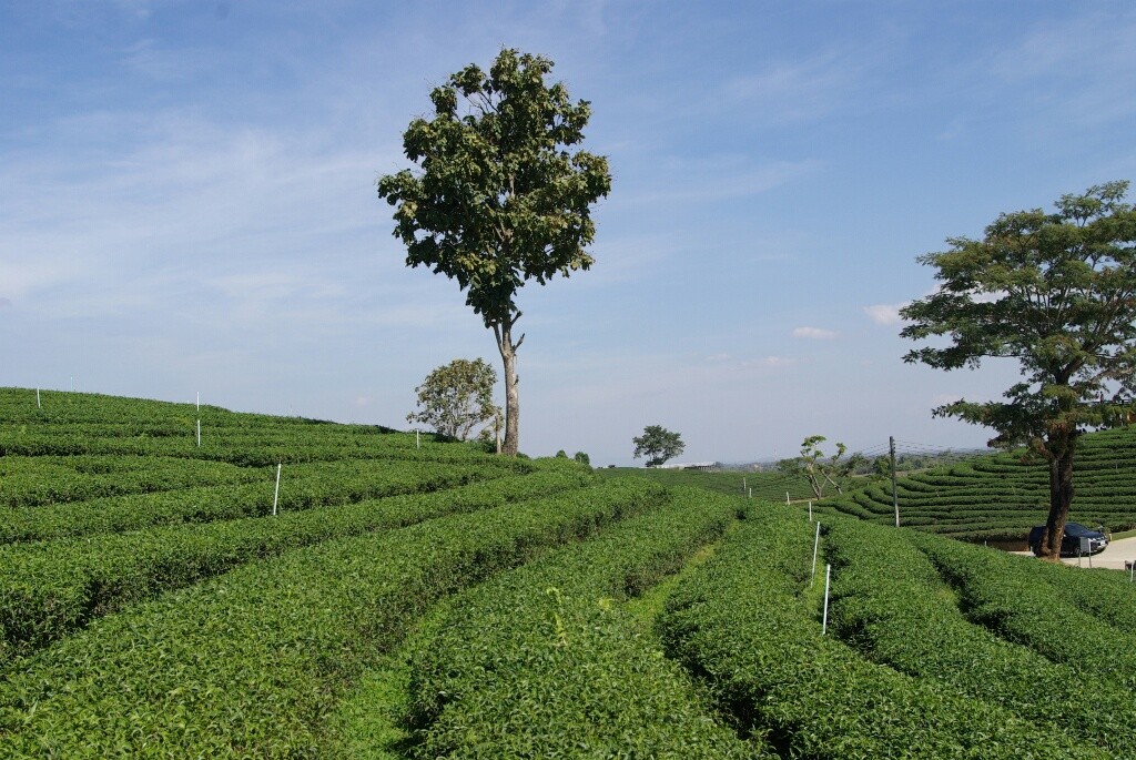 Teeplantage statt Schlafmohnfelder.