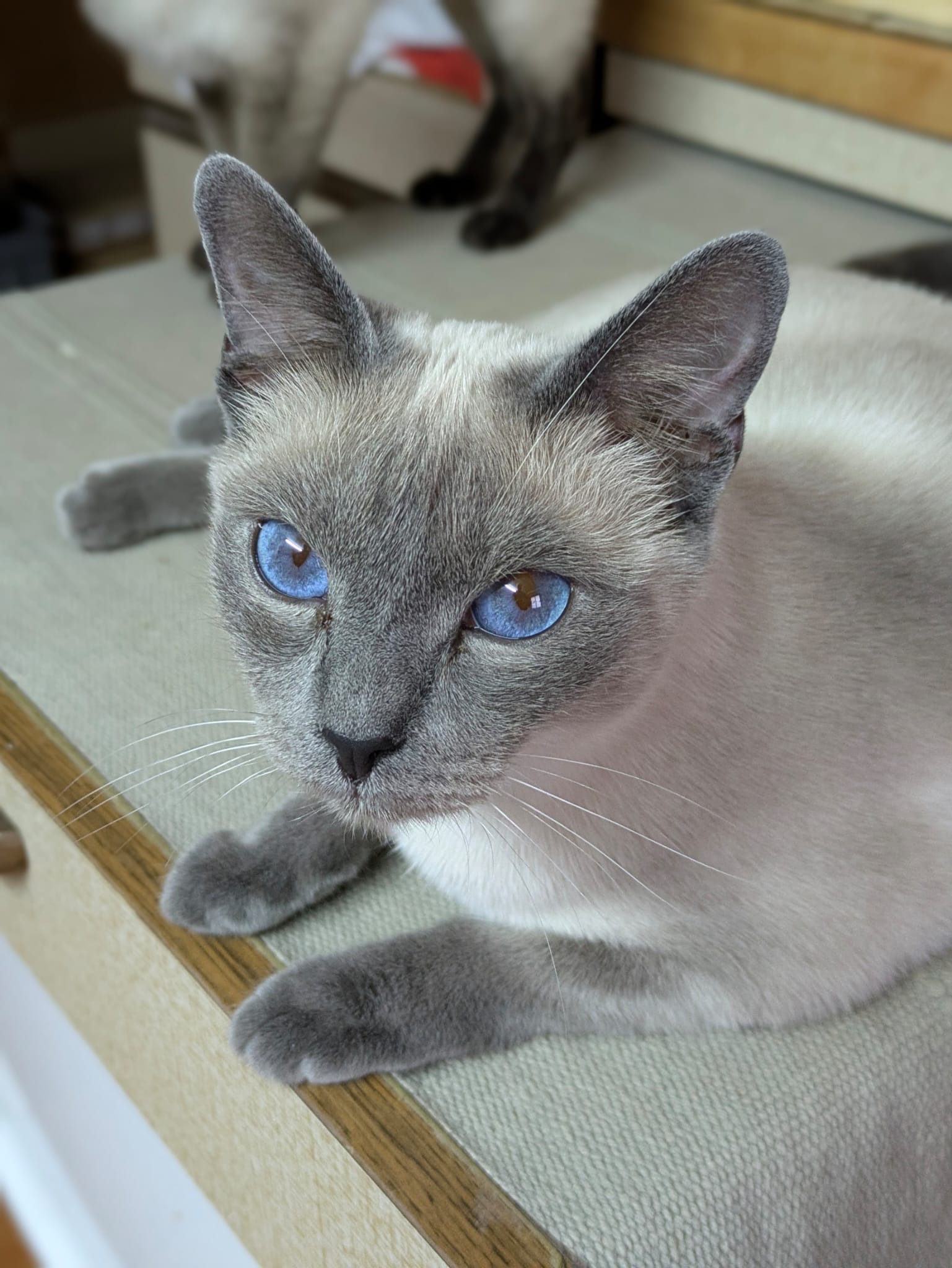 Queen Blue - die Katze mit den tiefblauen Augen