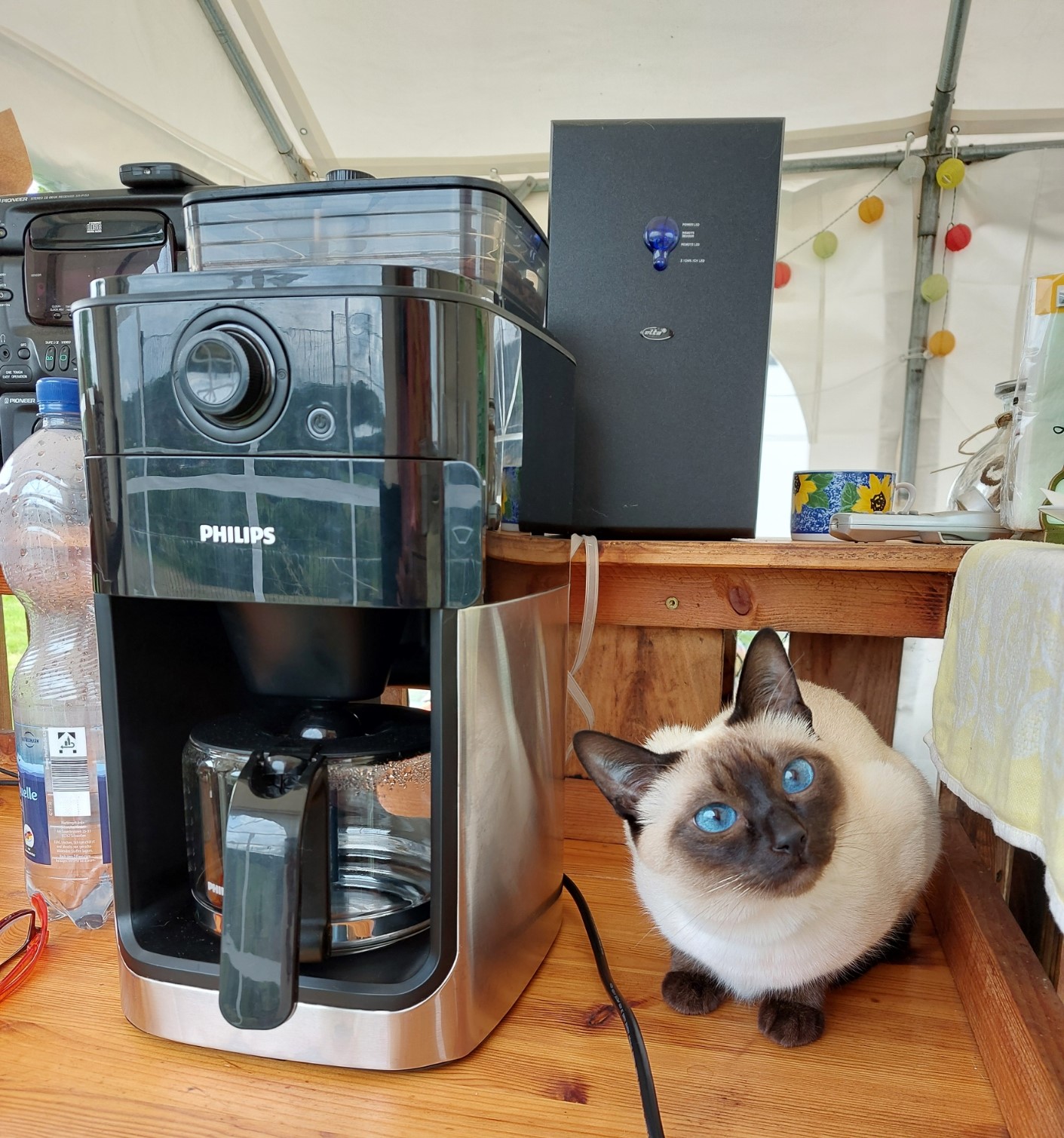 Esmiralda die Besucherkatze