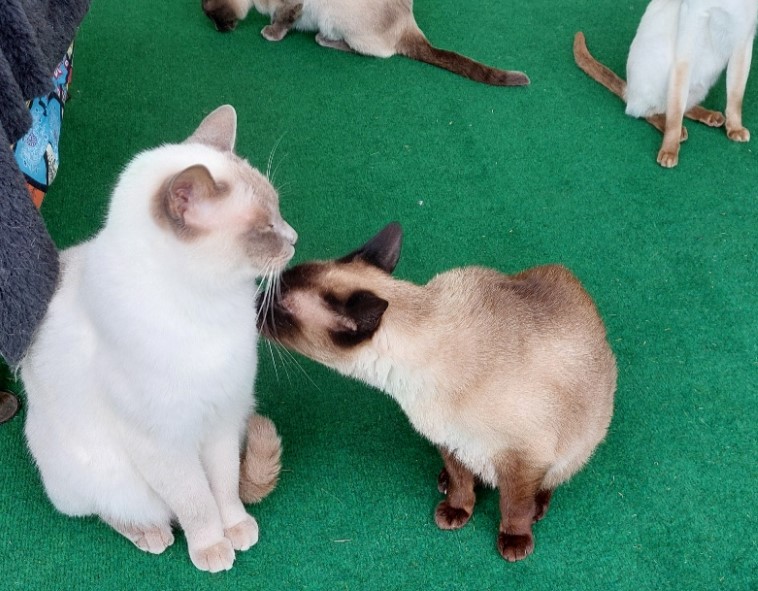 Beide Kater mögen sich