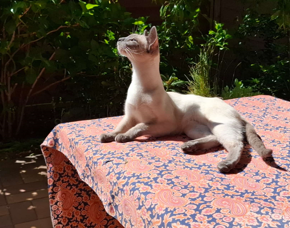 Kiki - die Katze mit dem langen Hals