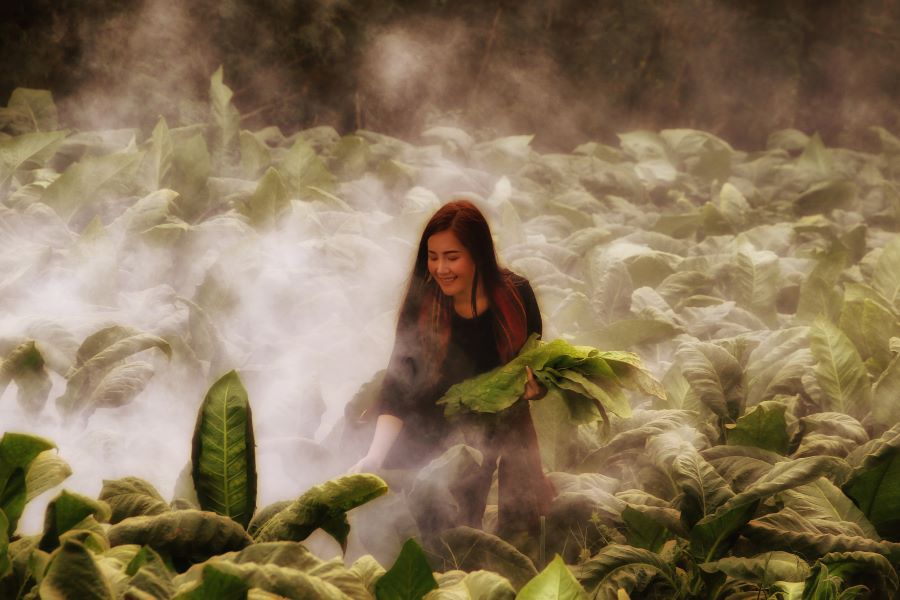 Pat Choo (Singapore) - Collecting Tobacco Leaves 