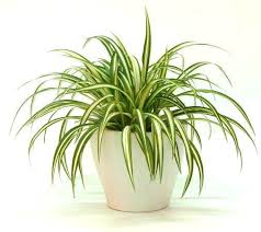 Falangio variegato 