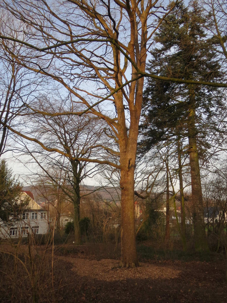 im Park