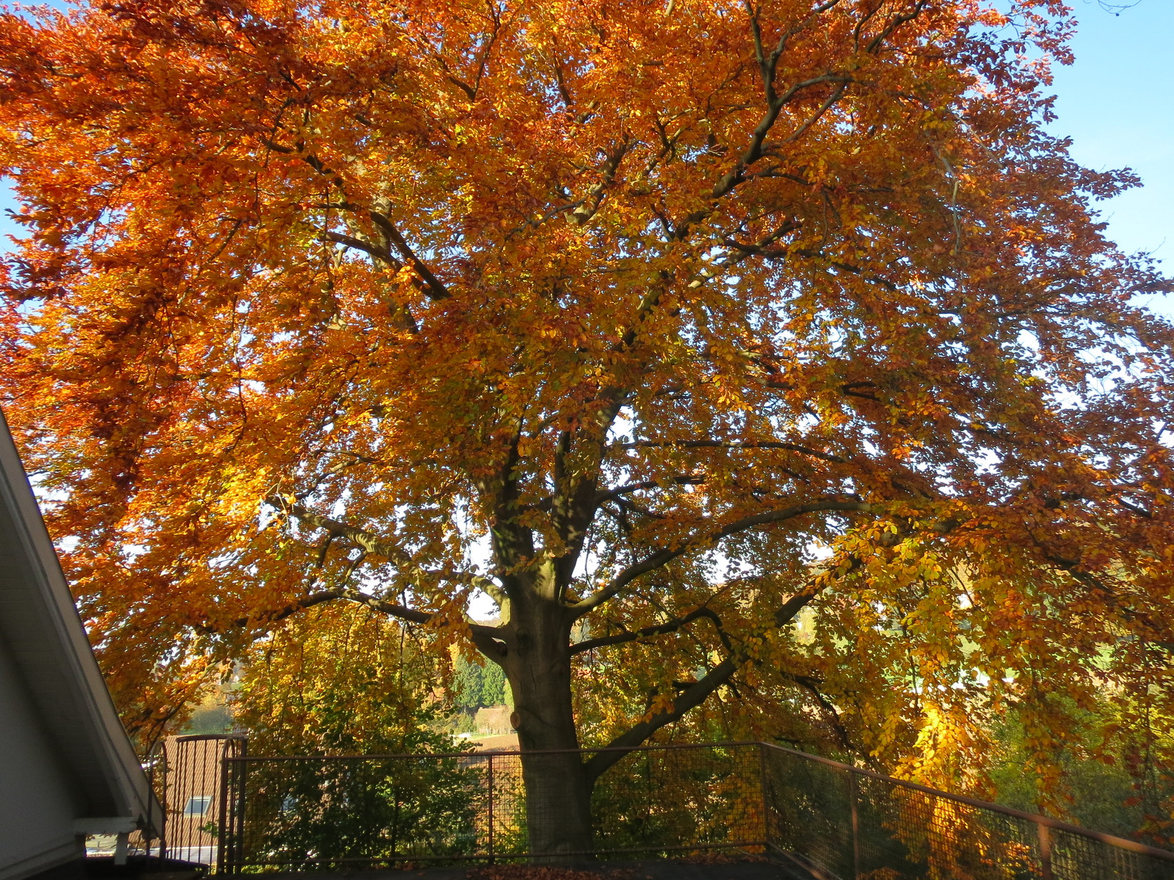 Blutbuche im Herbstkleid