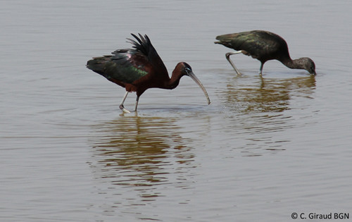 Ibis falcinelle