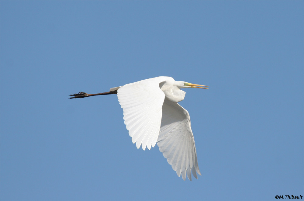 Grande Aigrette