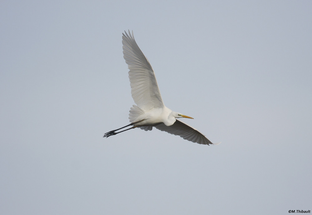 Grande Aigrette