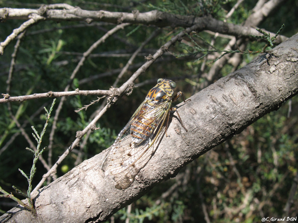 Cigale de l'Orne (Cicada orni)