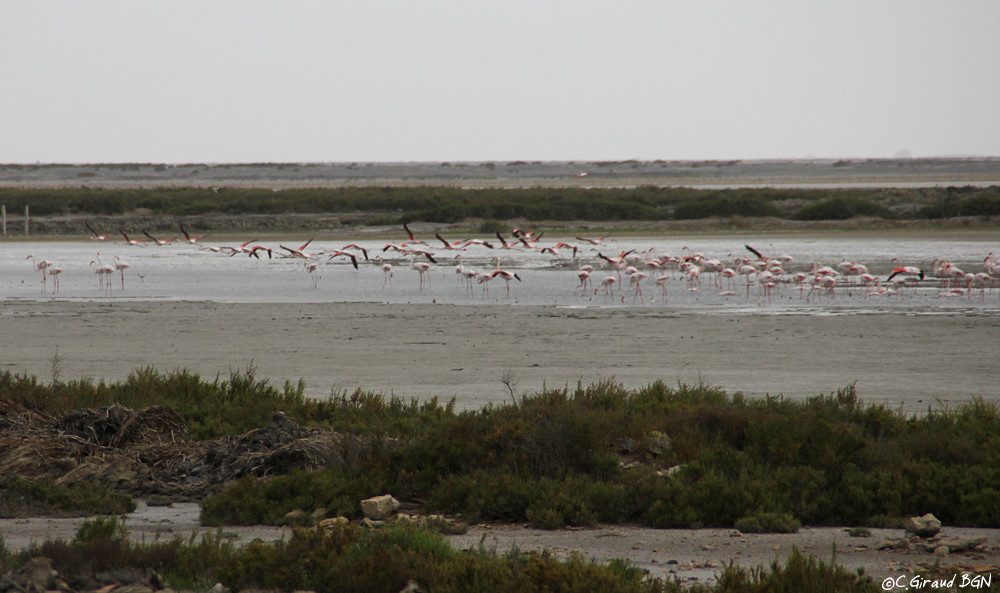 Flamant rose