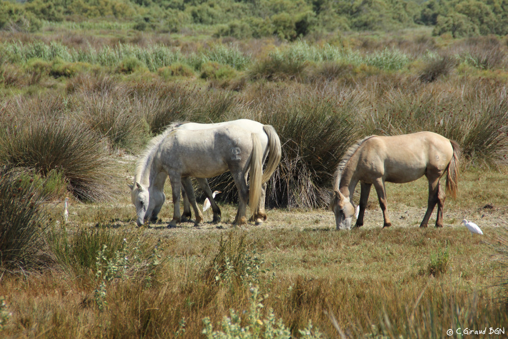 Héron garde-boeufs & Chevaux Camargue