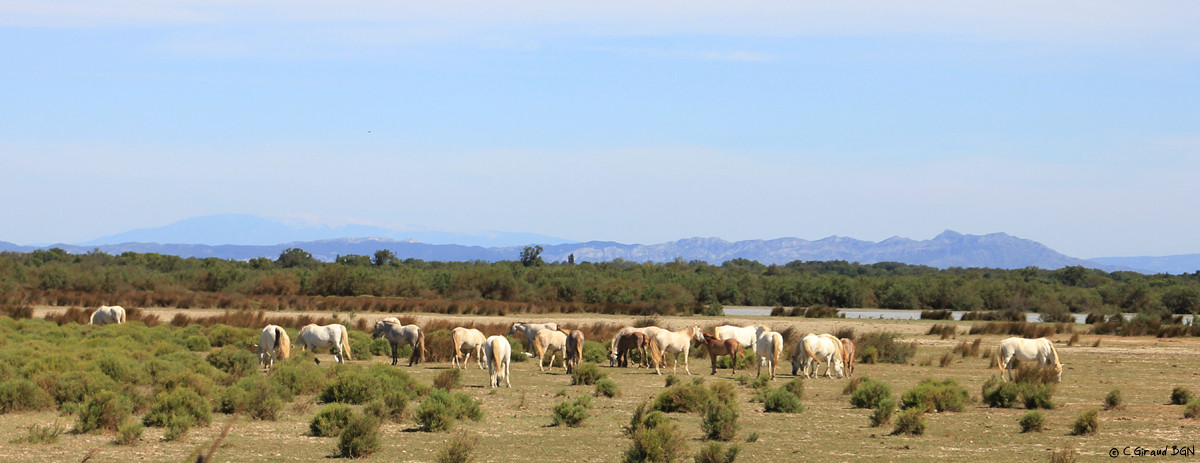 Paysage de Camargue