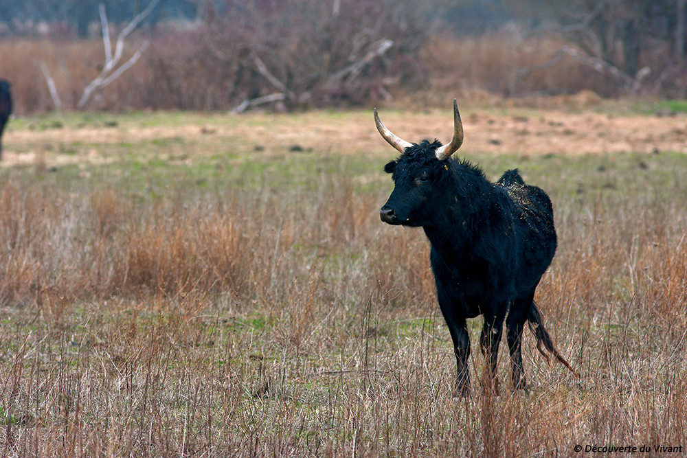 Taureau Camargue