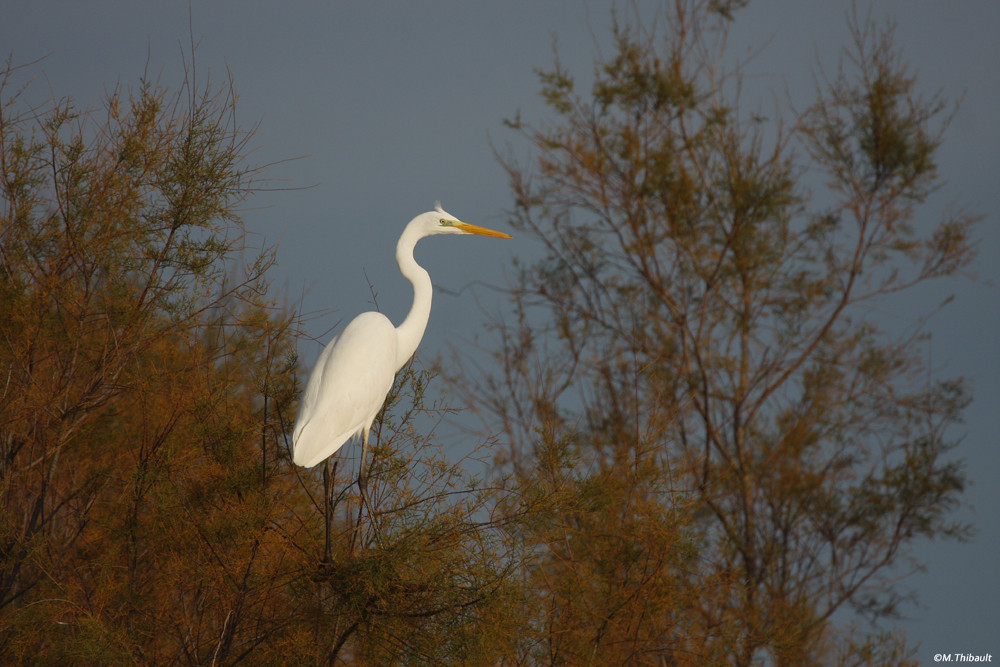 Grande Aigrette