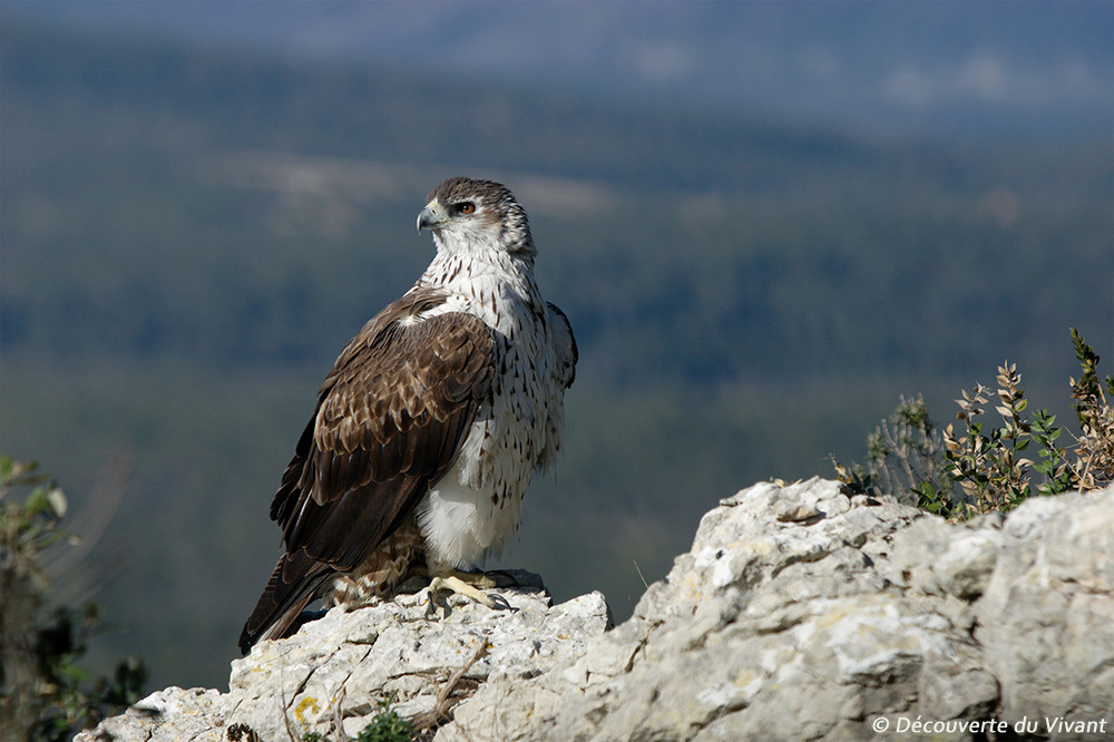 Aigle de Bonelli