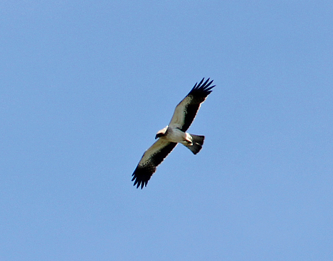 Aigle botté