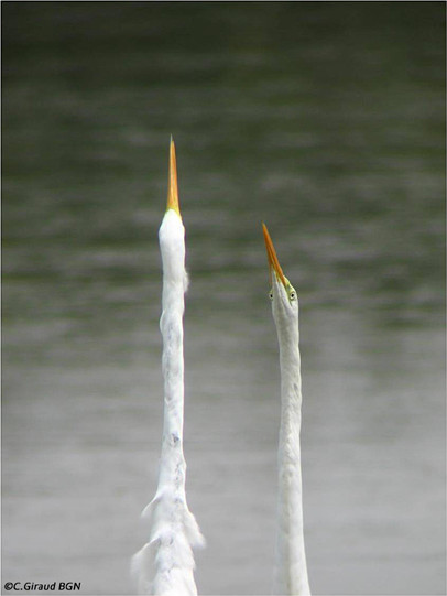 Grande Aigrette