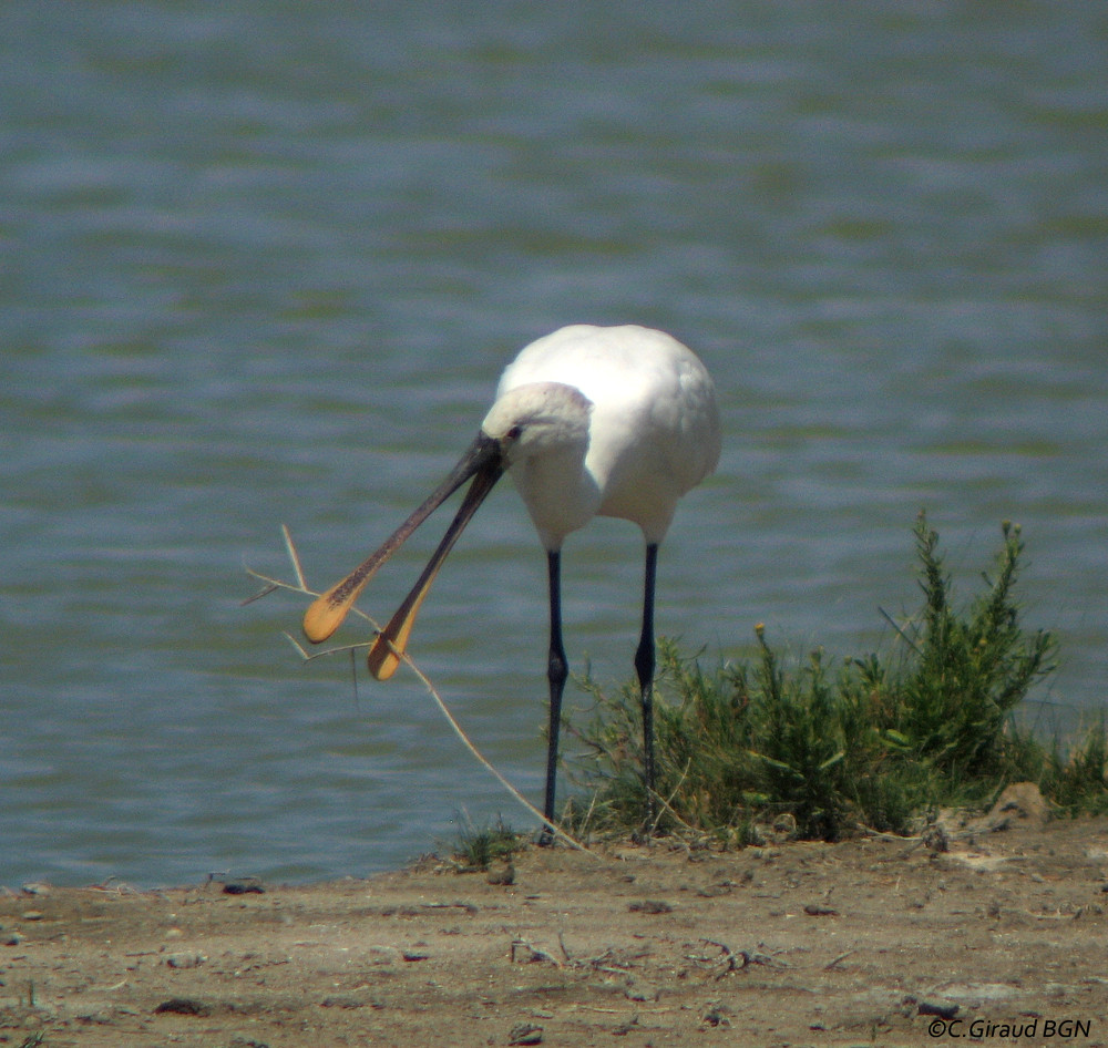 Spatule blanche