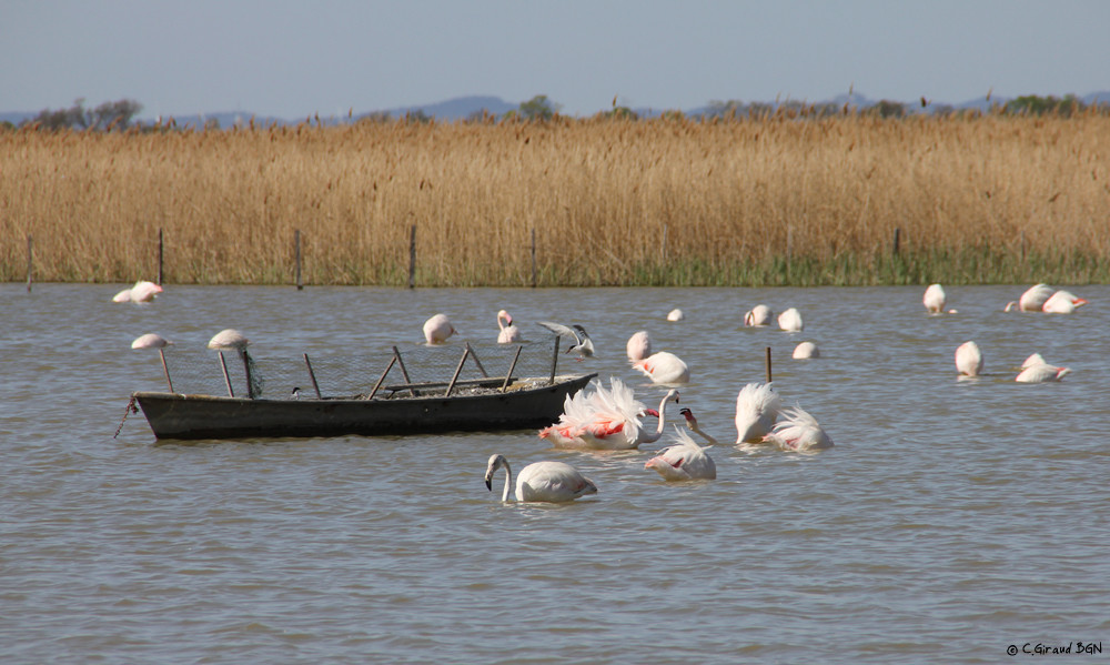 Flamant rose & Sterne pierregarin