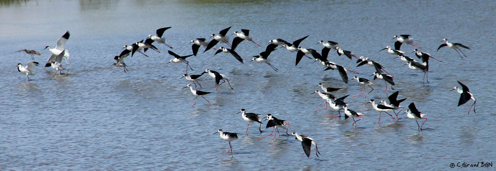 Avocette élégante & Échasse blanche