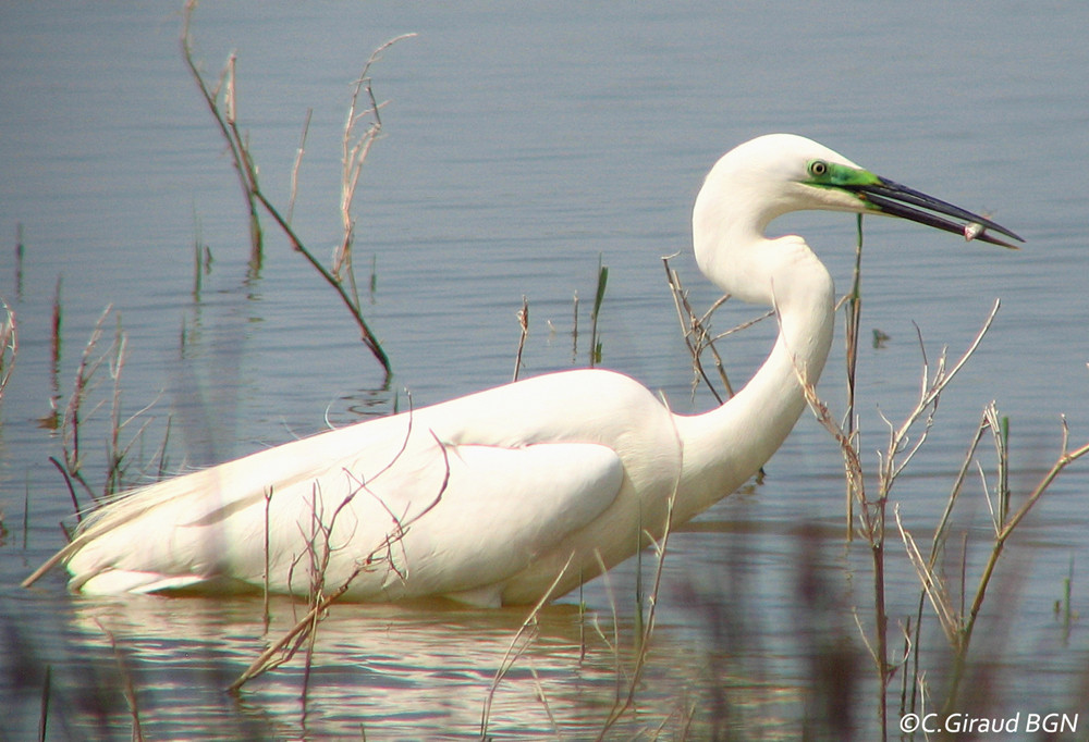 Grande Aigrette