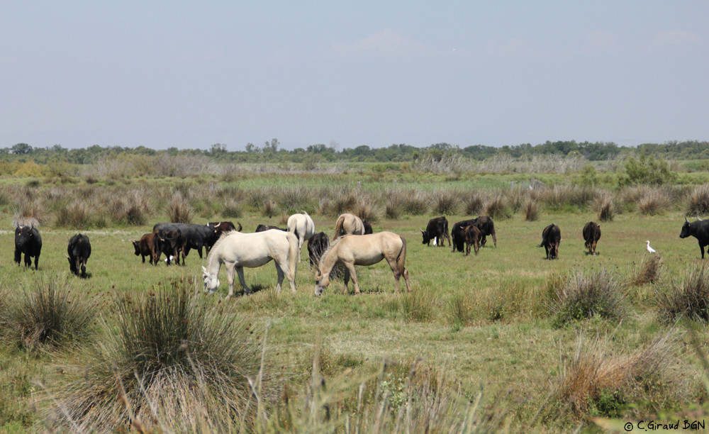 Héron garde-boeufs, Taureaux & Chevaux Camargue