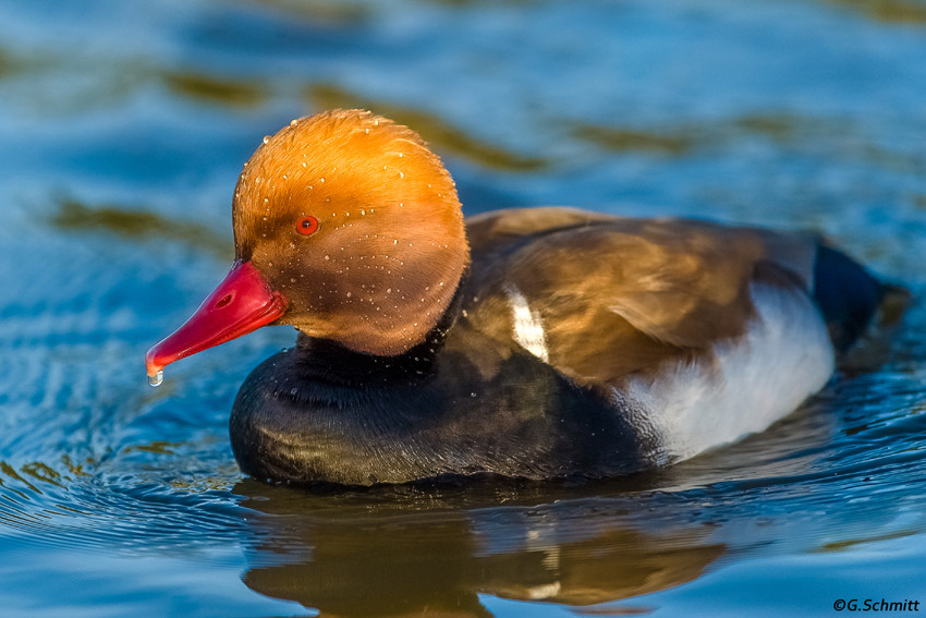 Nette rousse