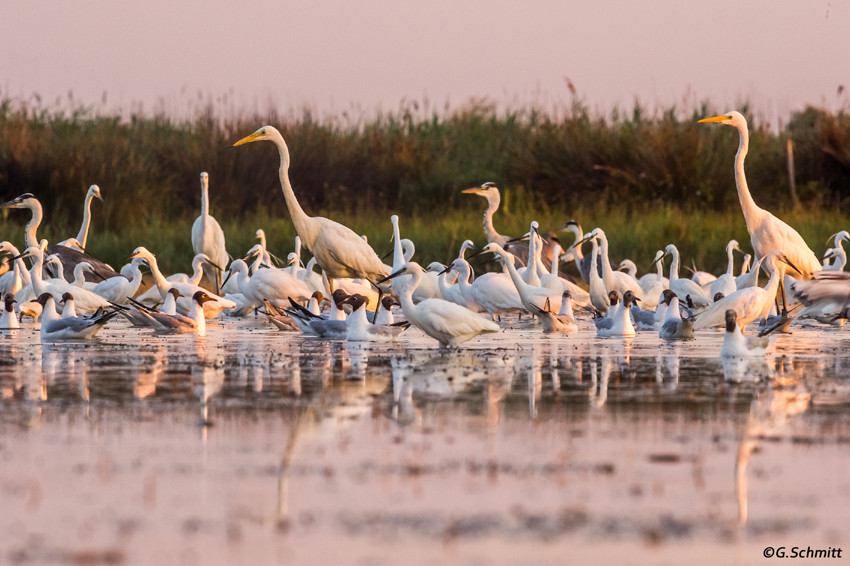 Grande Aigrette, Héron cendré, Aigrette garzette & Mouette rieuse