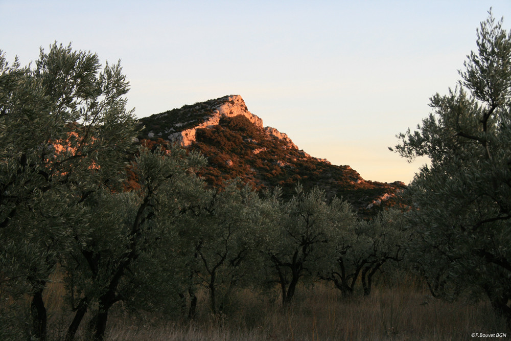 Paysage des Alpilles