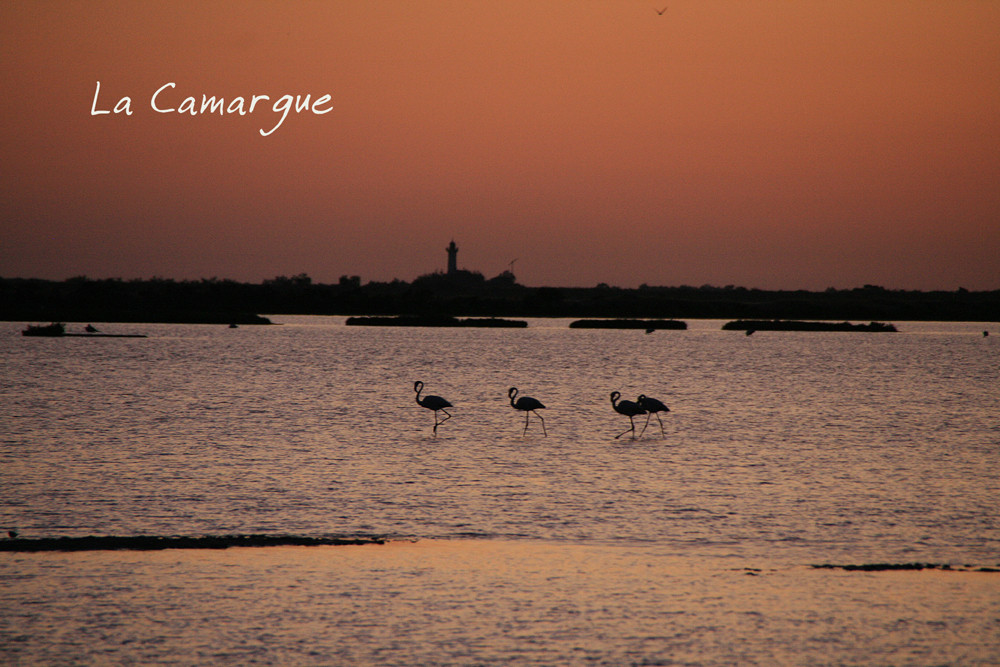 La Camargue