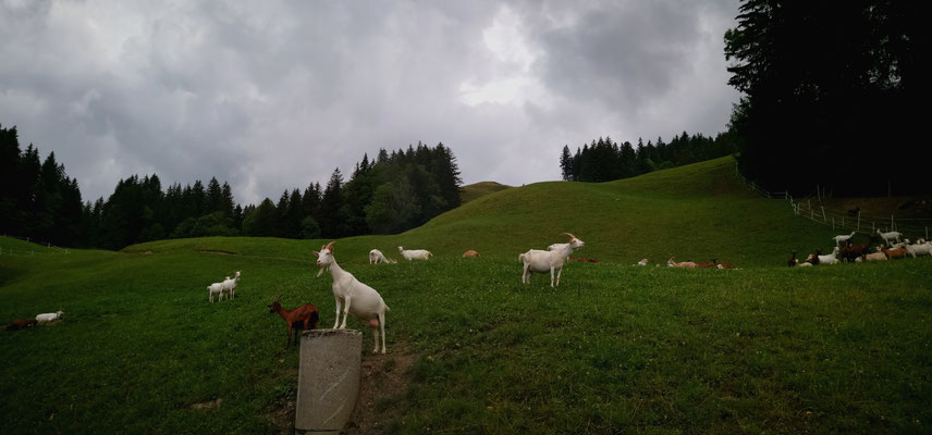 Glacenproduktion Schweiz besichtigen