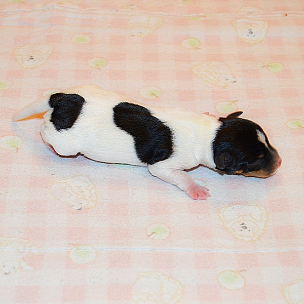 #тойфокстерьер #амертой #террабалтика #toyfoxterrier #terrabaltika #puppies #kennel