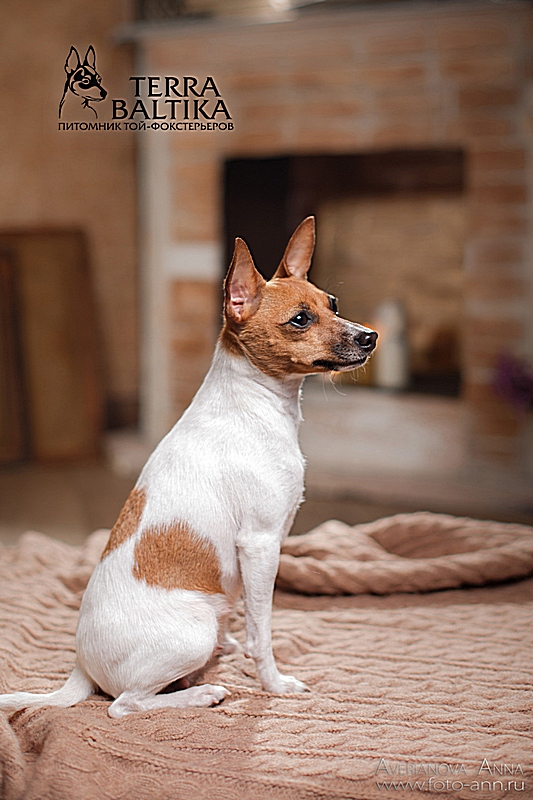 #тойфокстерьер #амертой #террабалтика #toyfoxterrier #terrabaltika #puppies #kennel